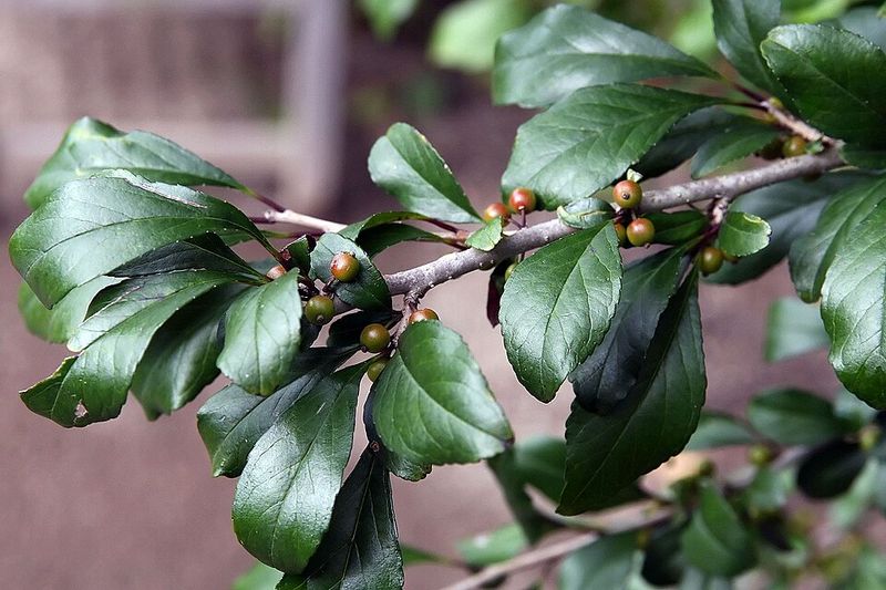 Possumhaw Holly