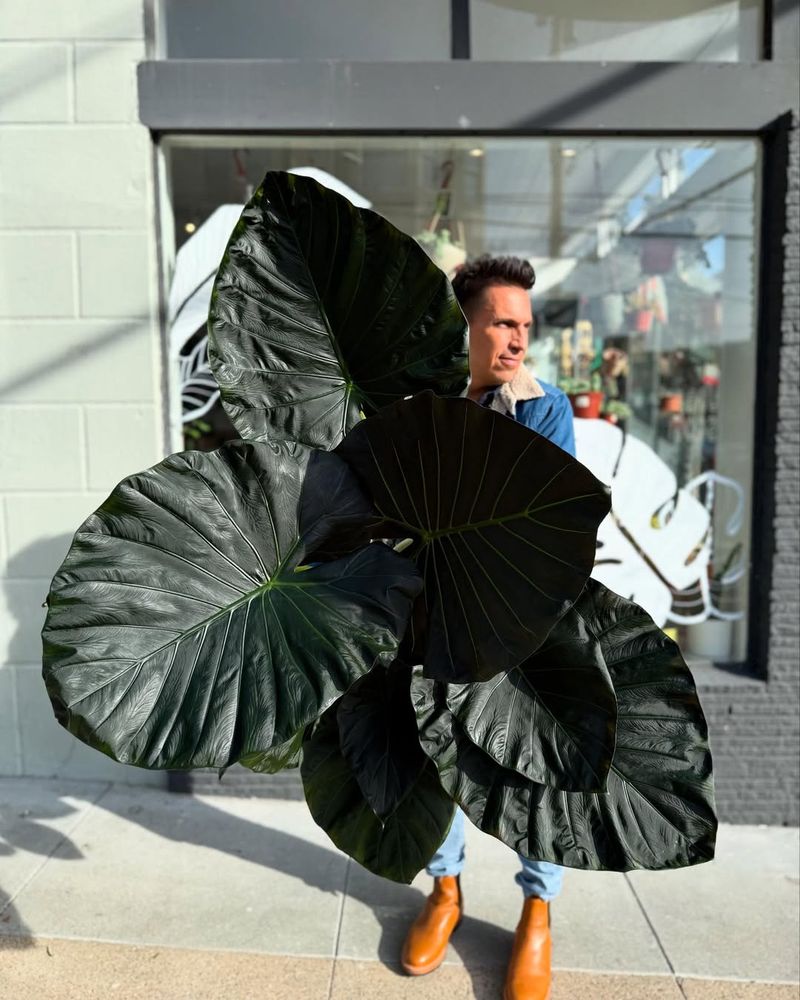 Black Elephant Ear For Tropical Drama