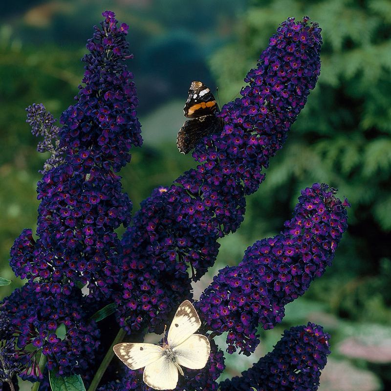 Black Knight Butterfly Bush For Moody Flower Power