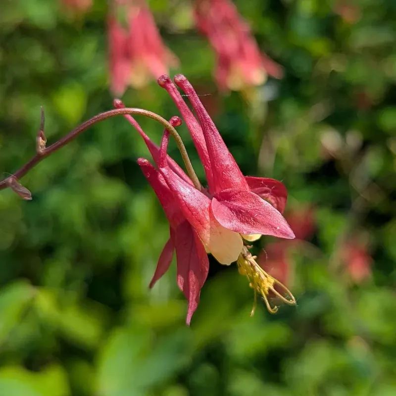 Wild Columbine