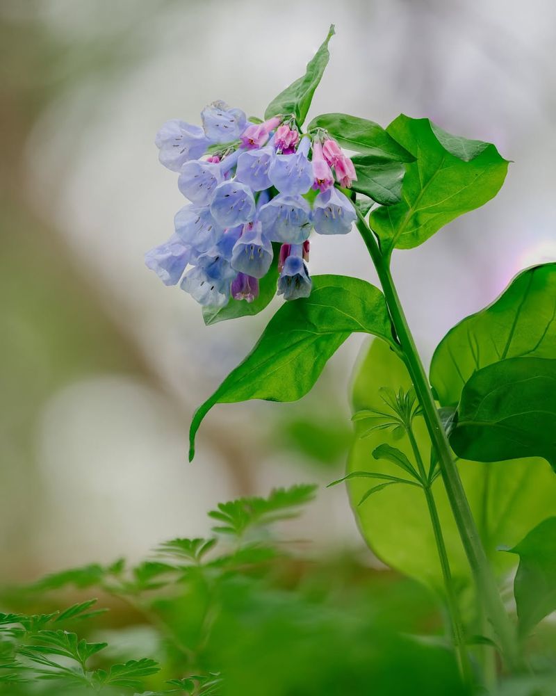 Virginia Bluebells