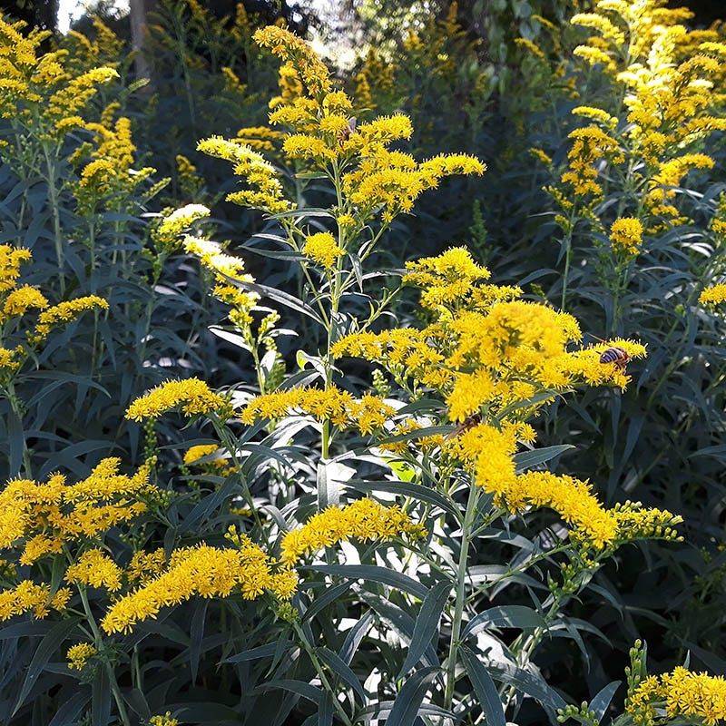 Goldenrod