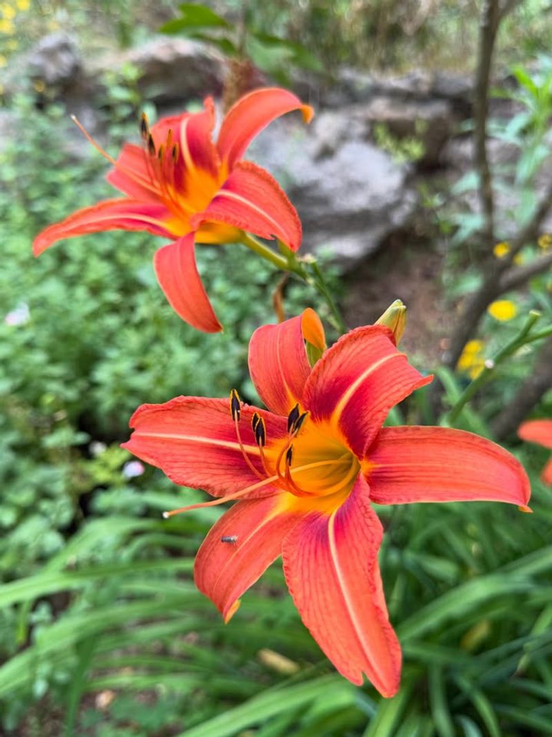 Daylily