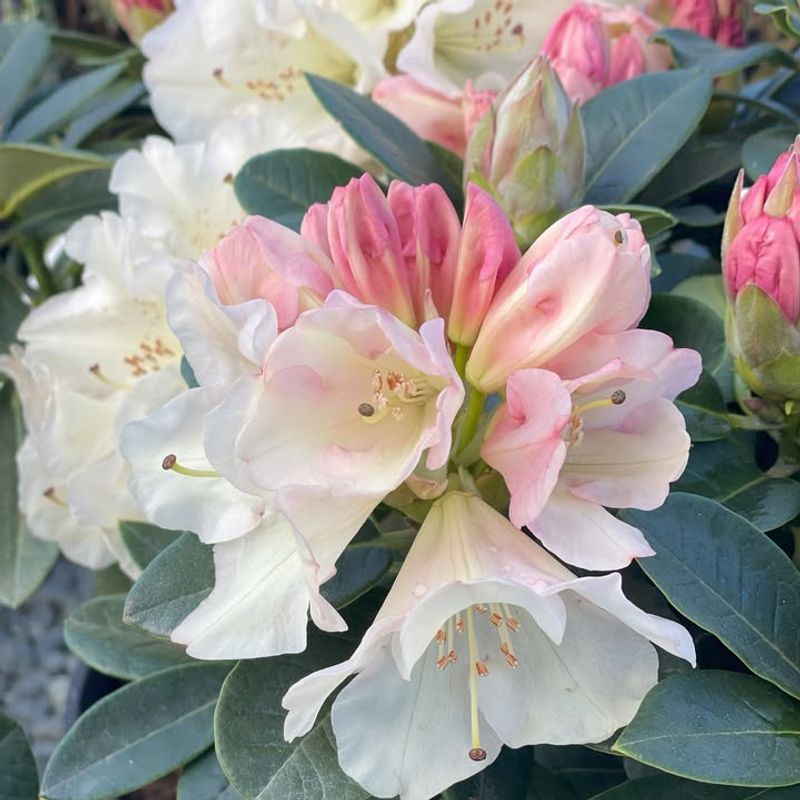 Rhododendron