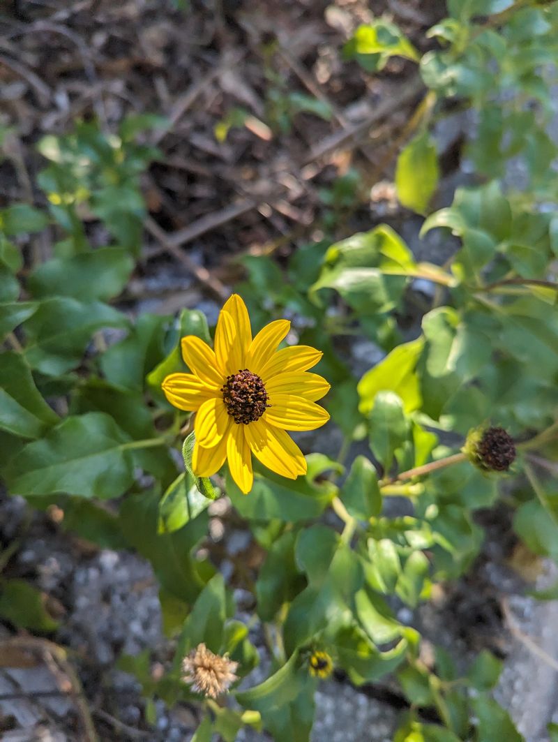Beach Sunflower Spreads Golden Groundcover Beauty