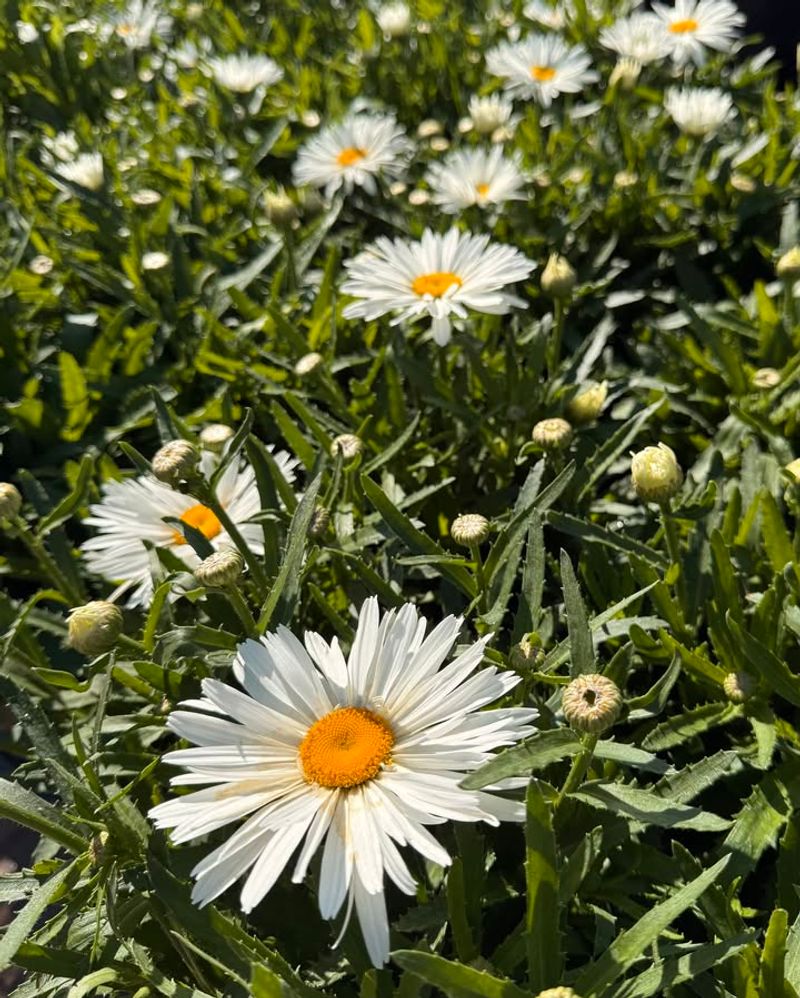 Shasta Daisy Creates Classic Spring Beauty With Bold White Blooms