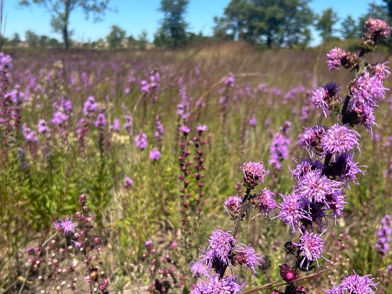 Blazing Star Is The Purple Pollinator Tower Butterflies Can’t Resist
