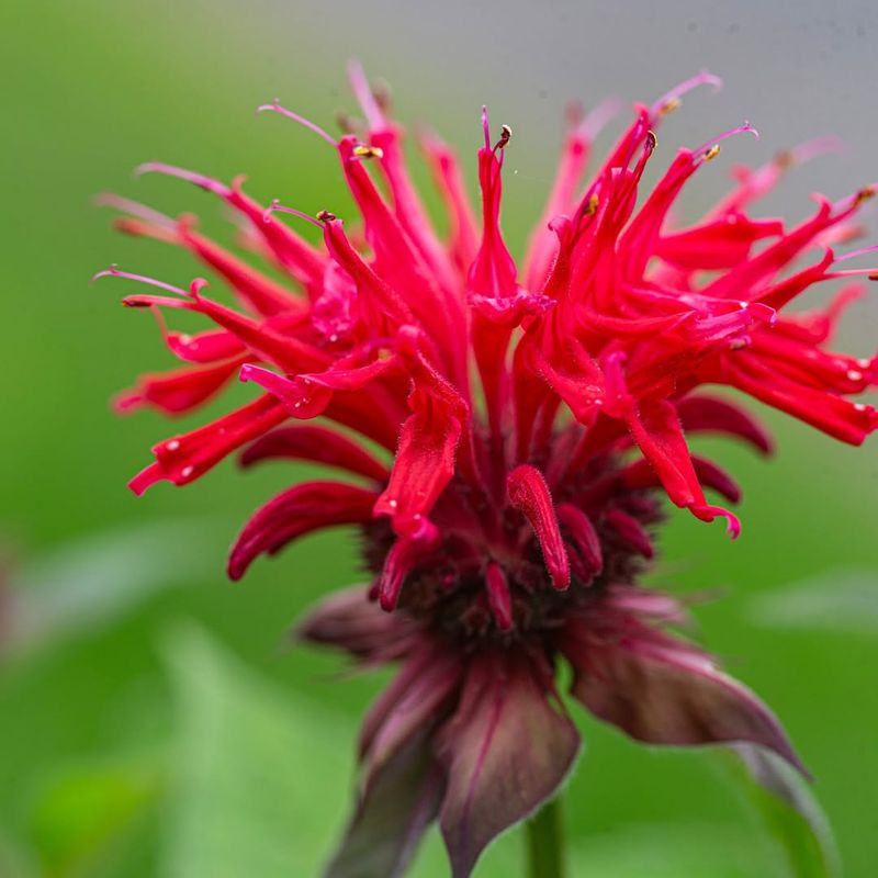 Bee Balm (Monarda)