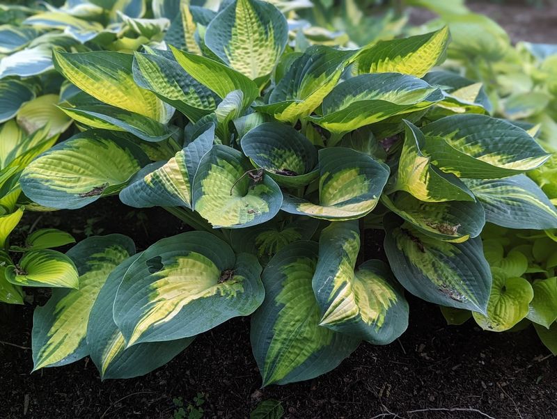 Hostas (Hosta Spp.)