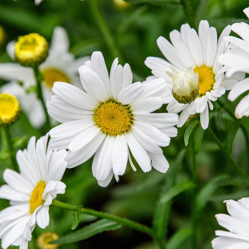 Shasta Daisy (Leucanthemum)