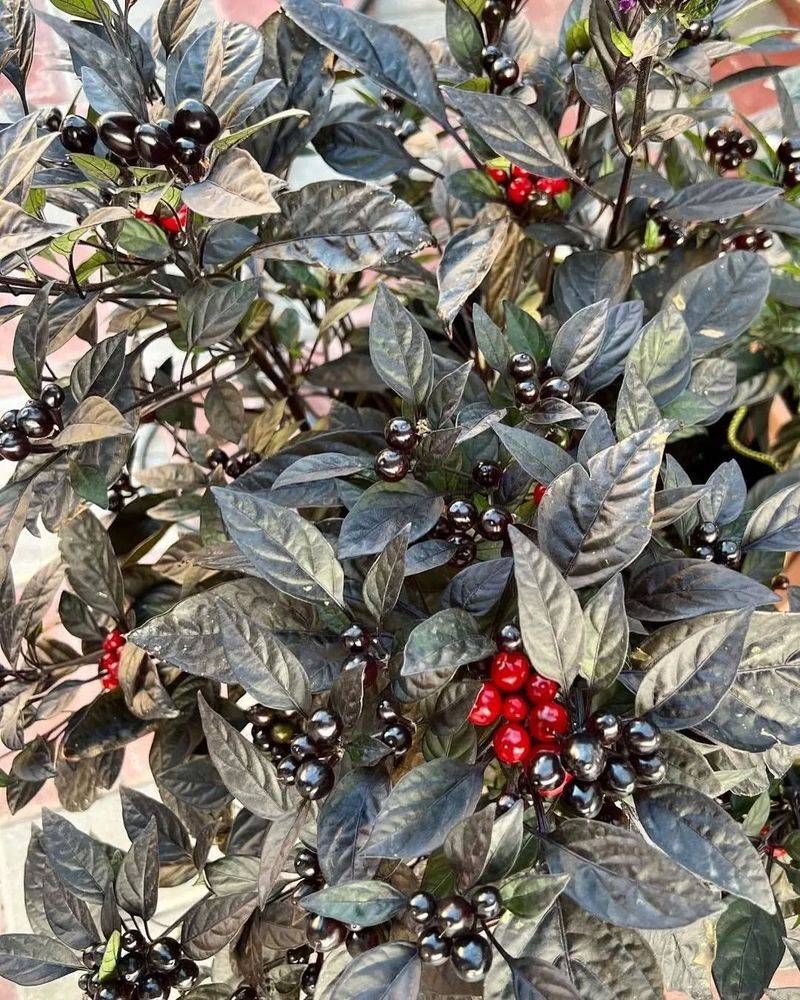 Black Pearl Pepper For Edible, Decorative Impact
