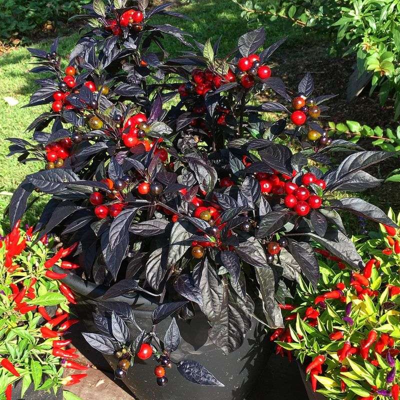 Black Pearl Pepper For Edible And Ornamental Appeal