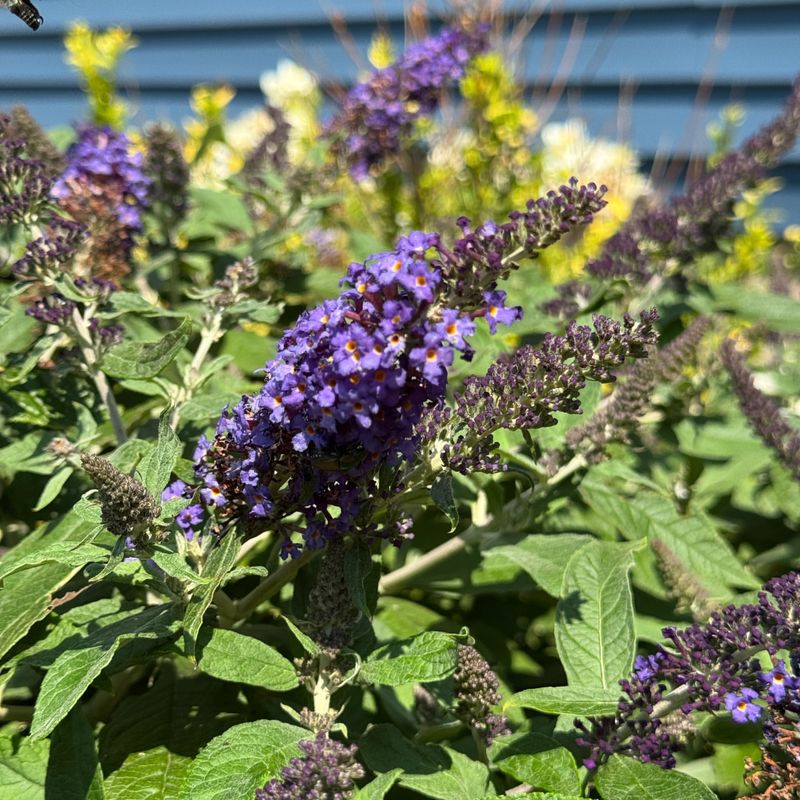 Black Knight Butterfly Bush For Pollinator-Friendly Drama