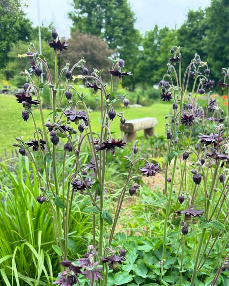 Black Barlow Columbine