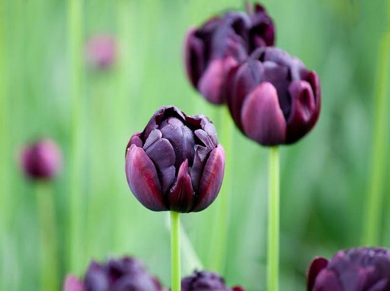Queen Of The Night Tulip