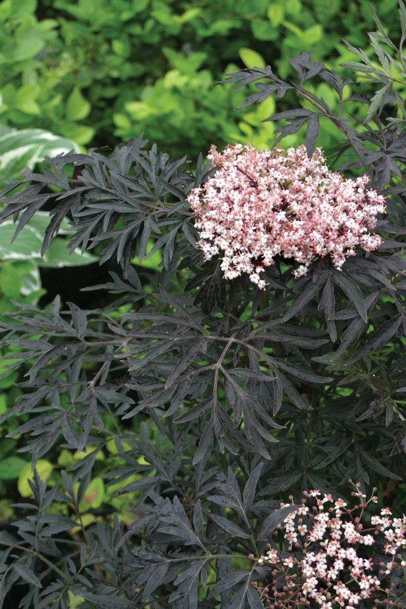 Black Lace Elderberry For Dark Foliage And Soft Blooms