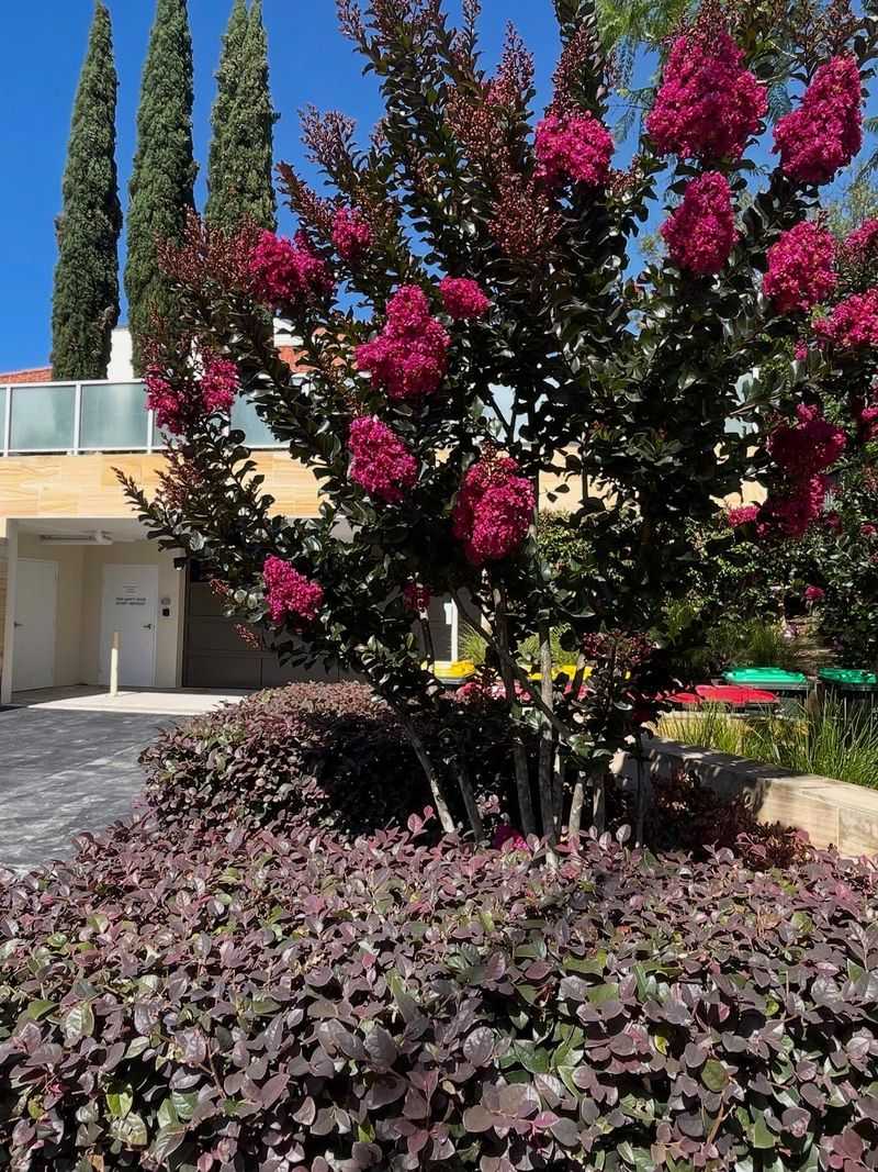 Black Diamond Crape Myrtle For Dark Foliage And Colorful Blooms