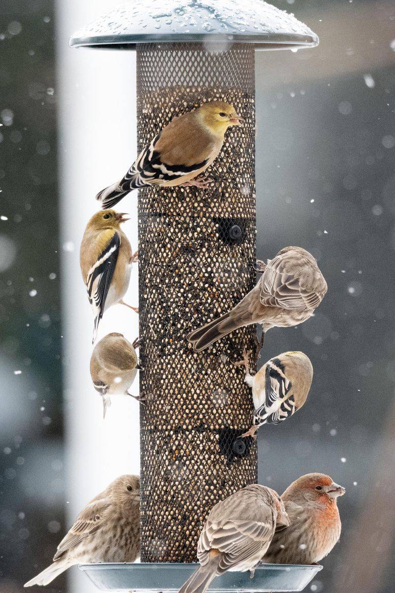 Nyjer Seeds Attract Finches Fast