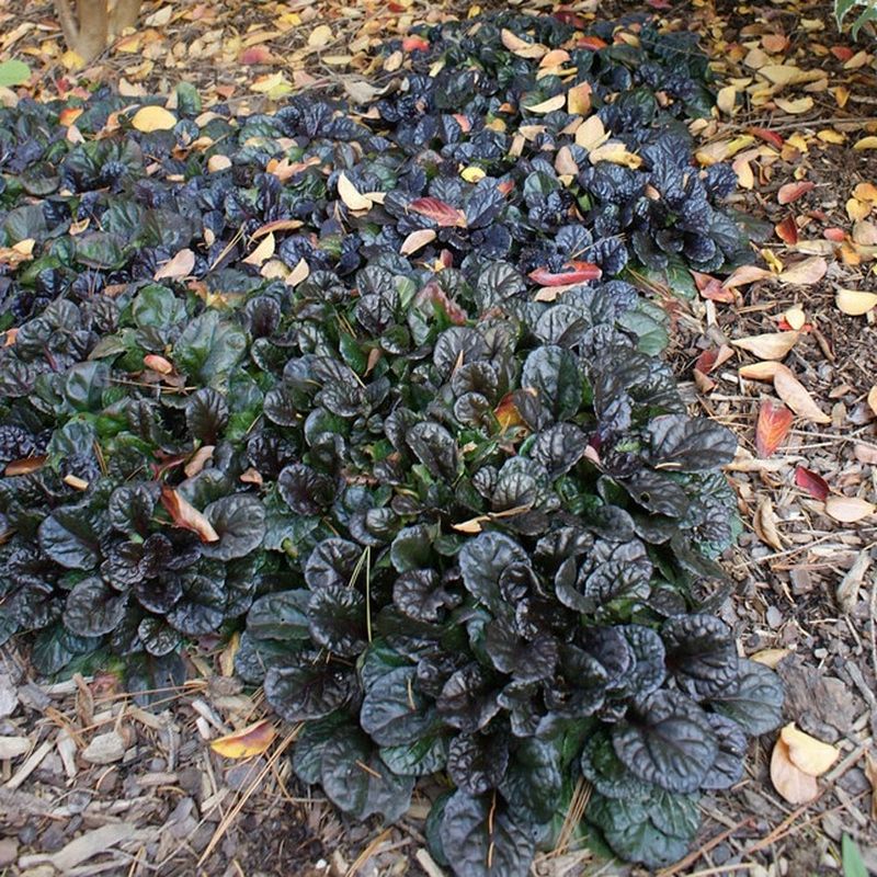 Black Scallop Ajuga