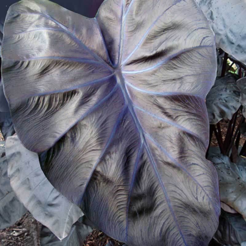 Black Coral Colocasia For Bold, Architectural Foliage