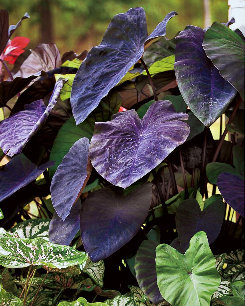 Black Magic Elephant Ear