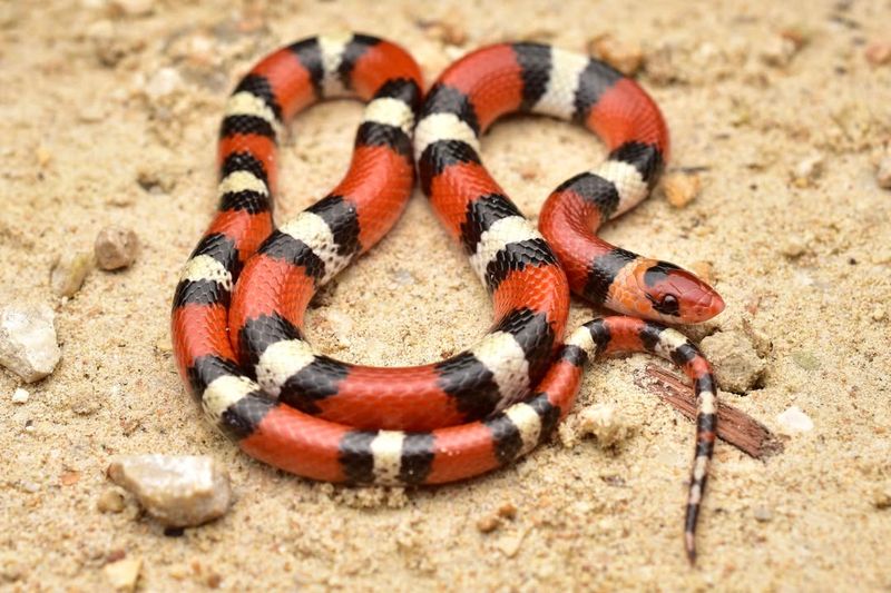 Scarlet Snakes Spark Coral Snake Panic