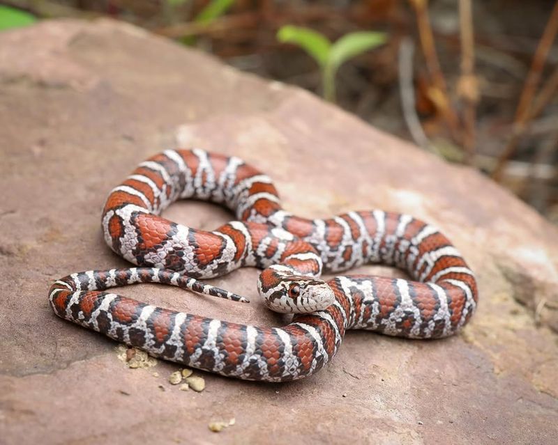 Eastern Milk Snake