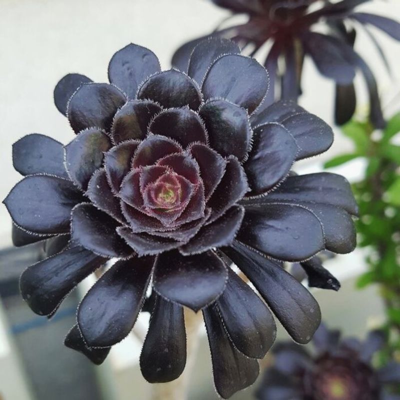 Black Rose Aeonium