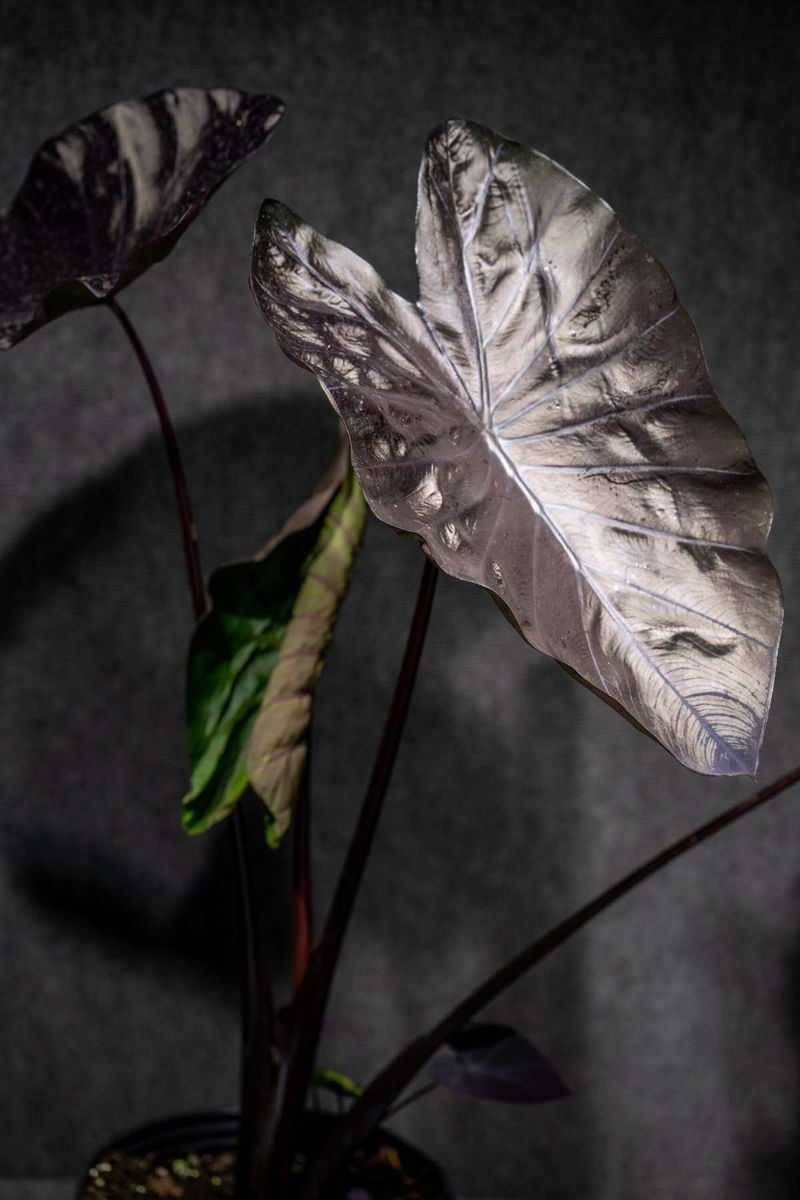 Black Coral Colocasia For Bold Foliage Displays