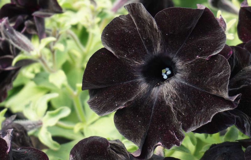 Black Petunias For High-Contrast Seasonal Color