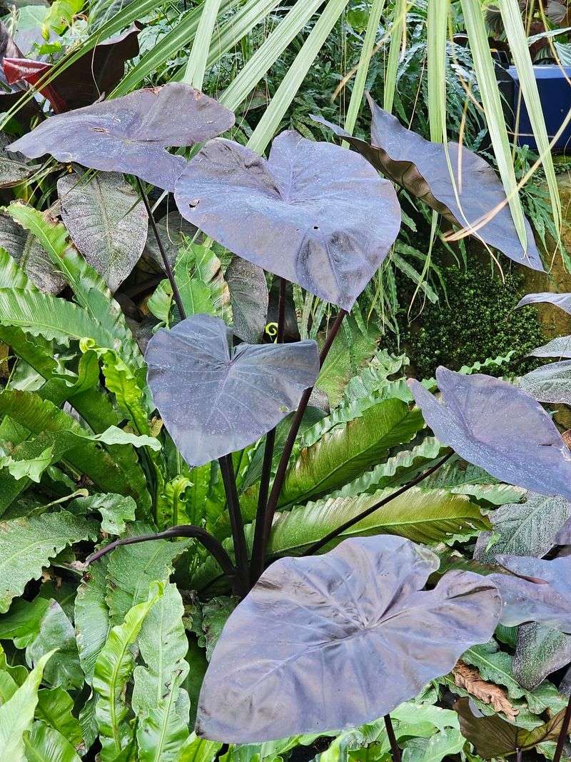 Black Magic Elephant Ear