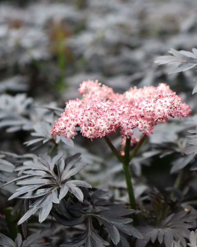 Black Lace Elderberry
