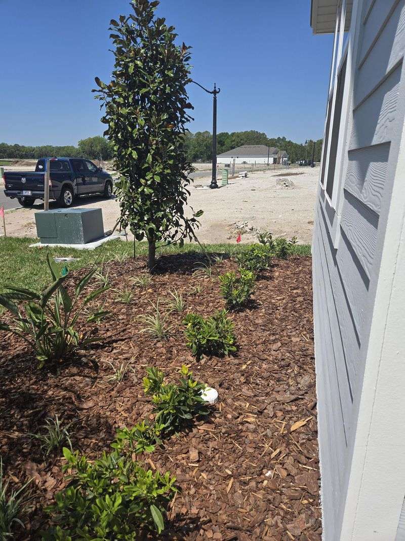 Southern Magnolia (Magnolia Grandiflora — Too Close Placement)
