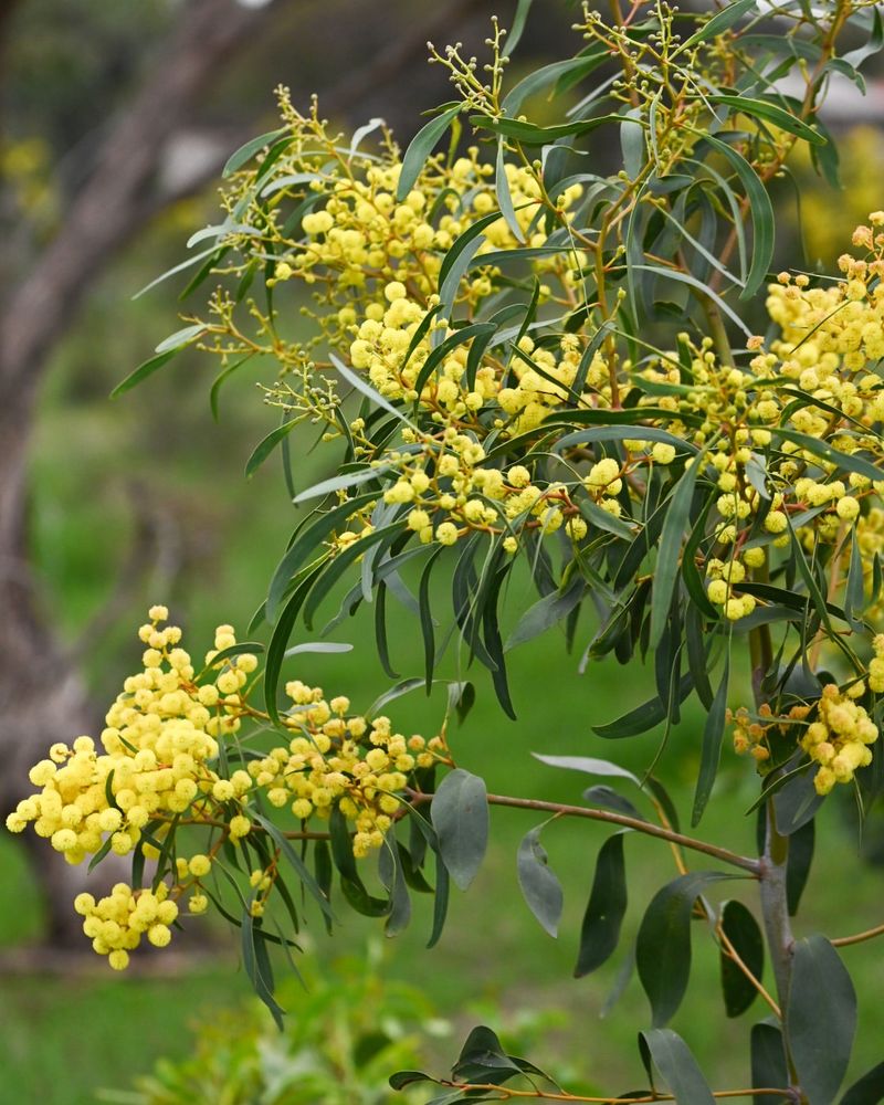 Acacia (Acacia Species, Especially Sydney Golden Wattle)