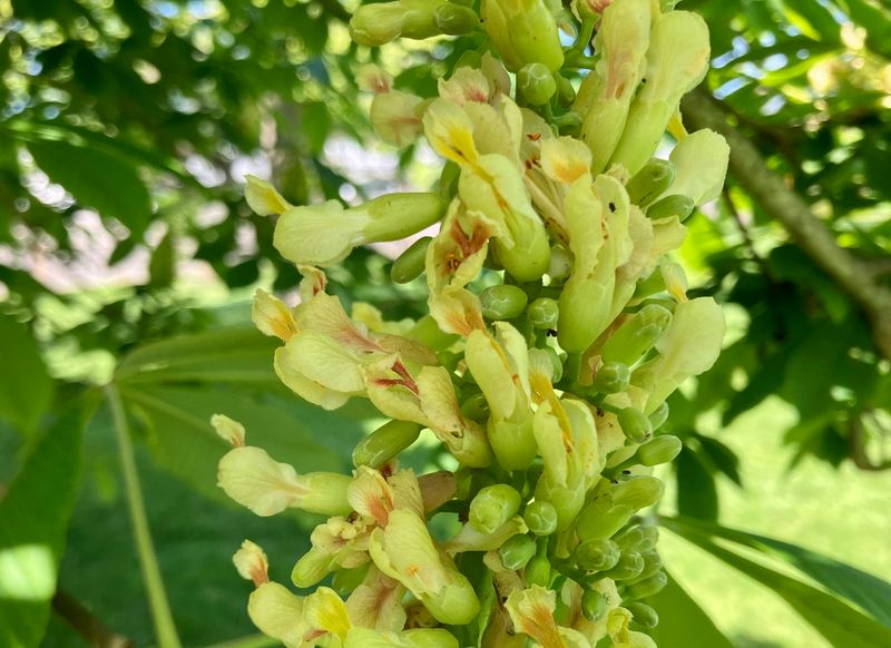 Yellow Buckeye: Beauty With A Bite