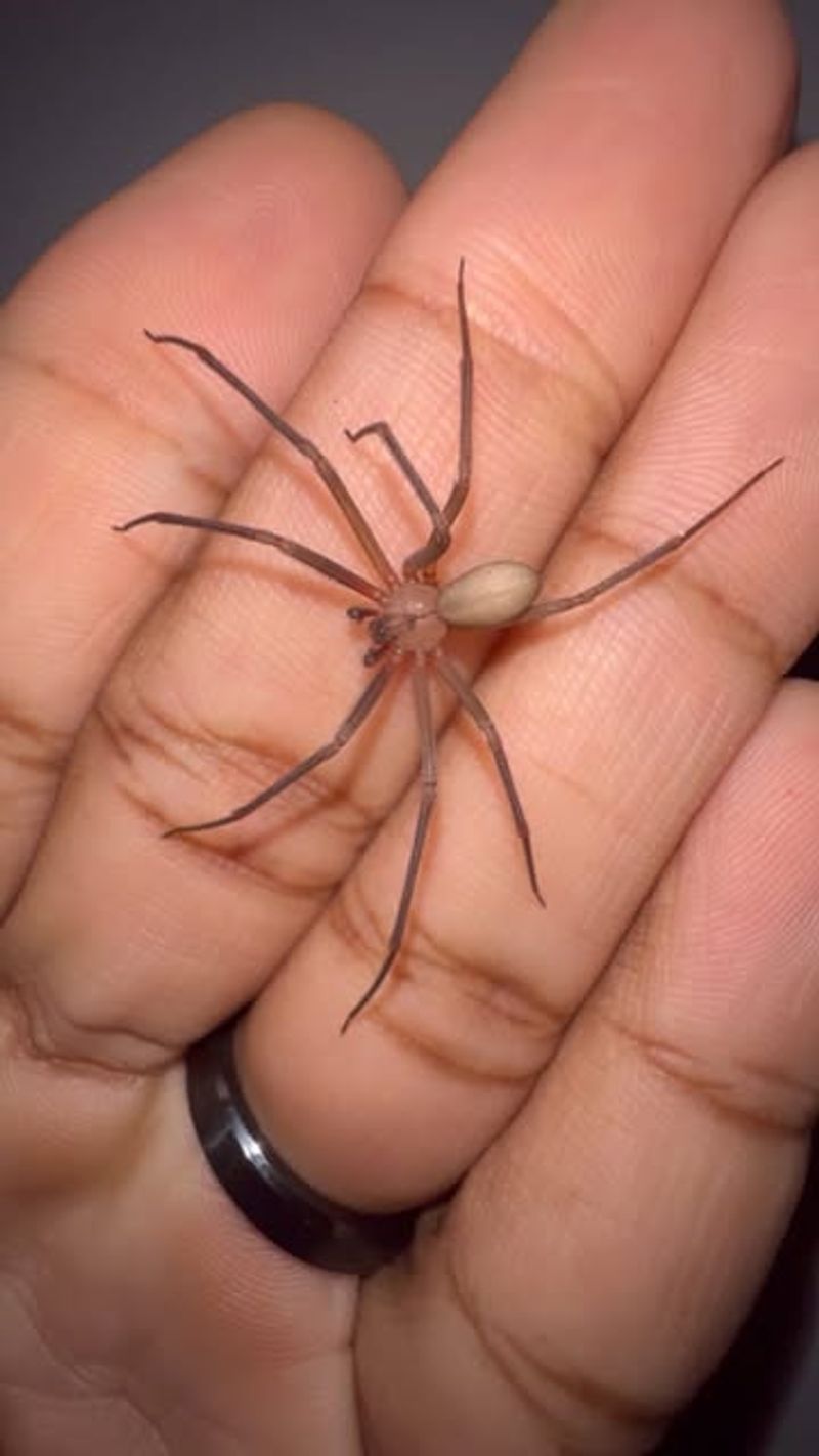 Brown Recluse Spider