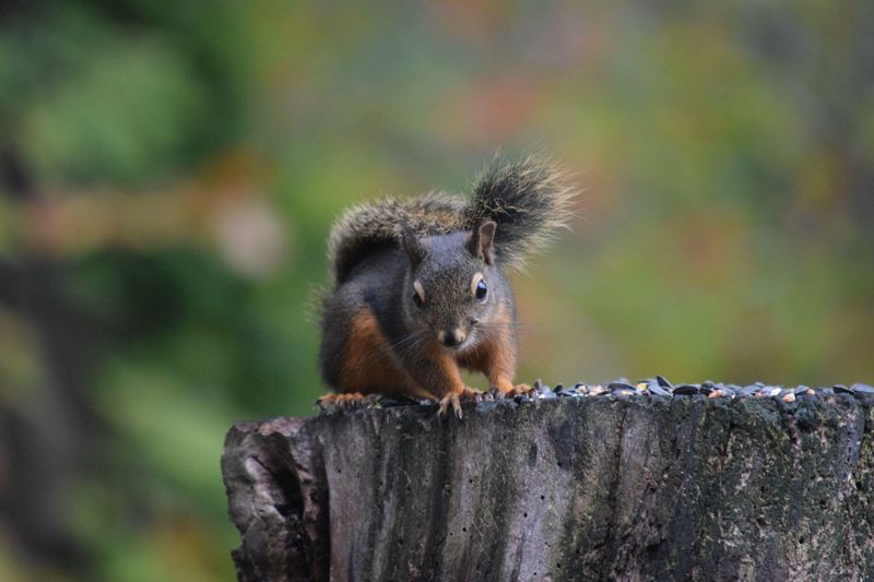 Douglas Squirrel