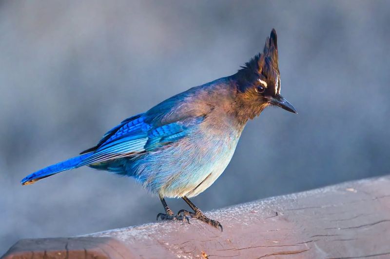 Steller's Jay