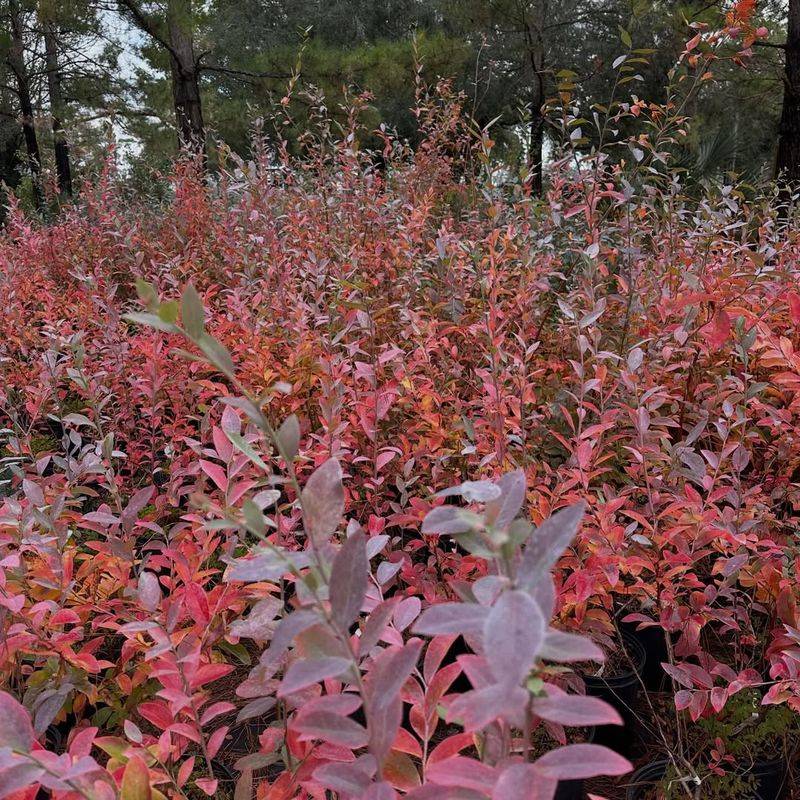Blueberry Bushes For Acidic-Soil Gardens