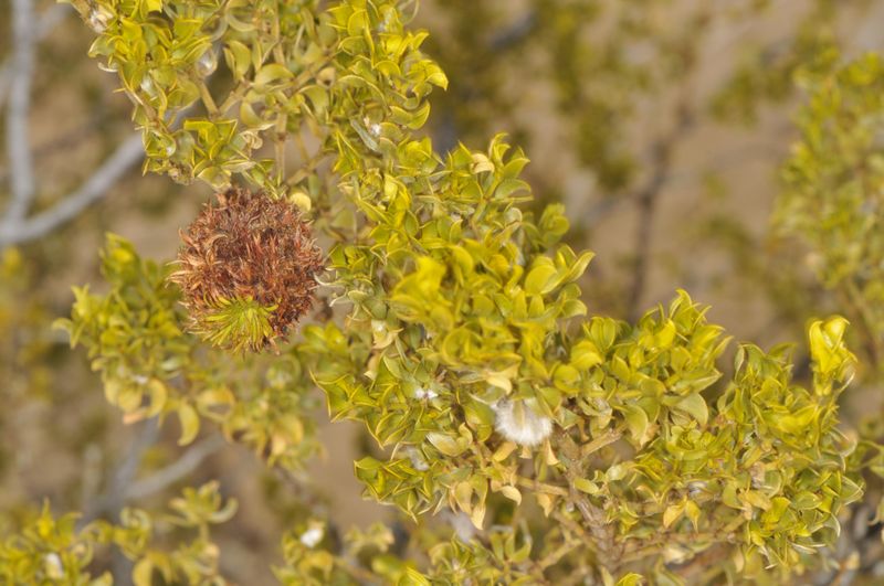 Creosote Bush