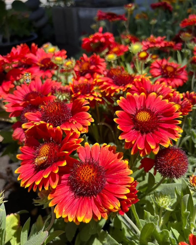 Blanket Flower (Gaillardia Pulchella)