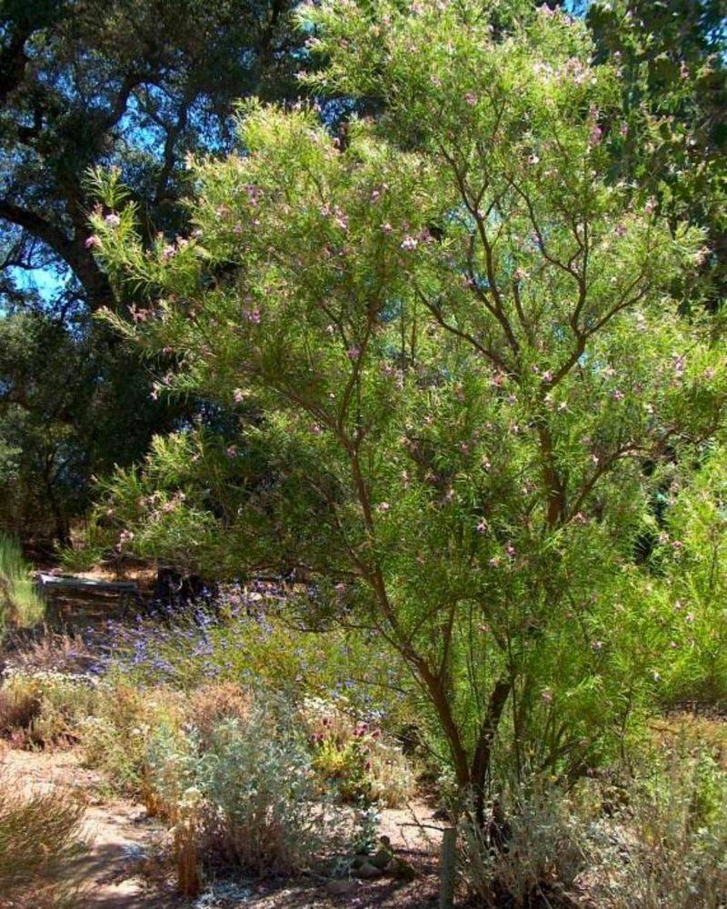 Desert Willow