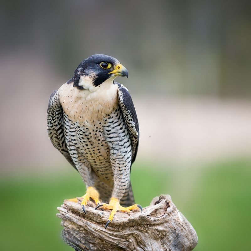 Peregrine Falcons