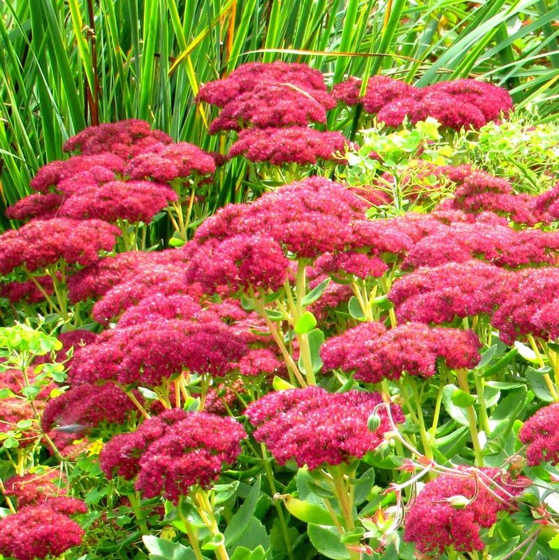 Sedum