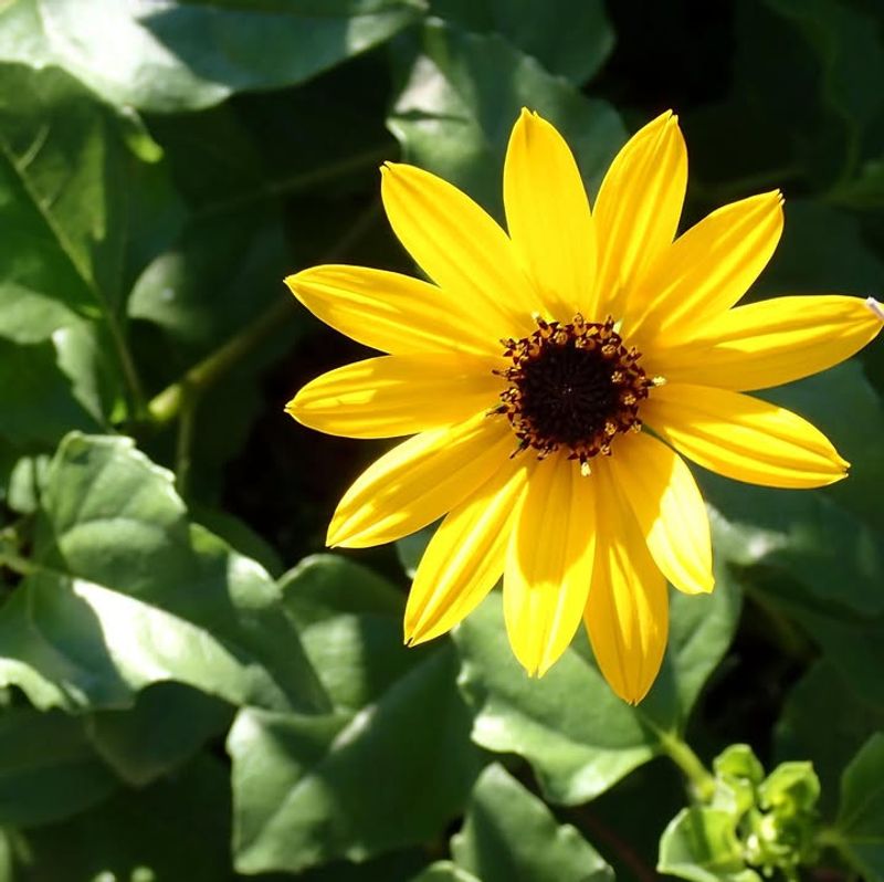Beach Sunflower