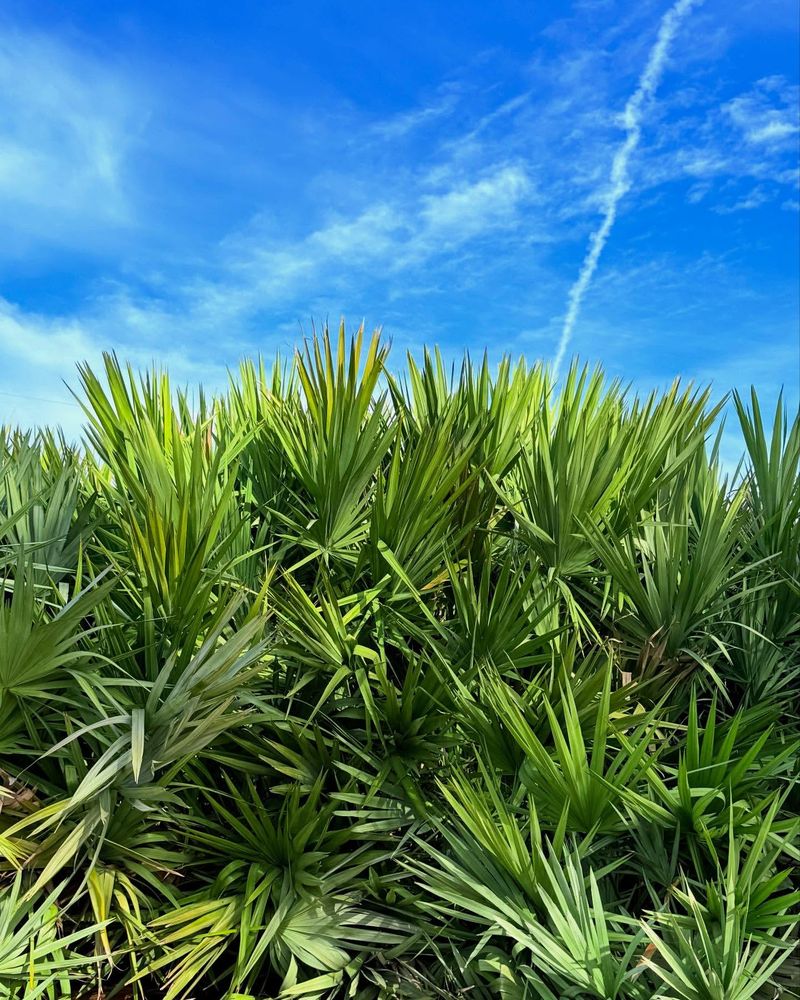Saw Palmetto (Serenoa repens)