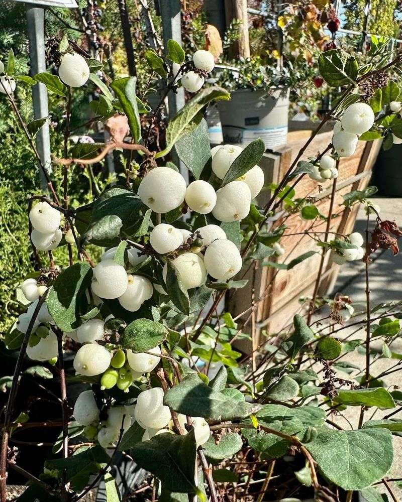 Snowberry (Symphoricarpos albus)