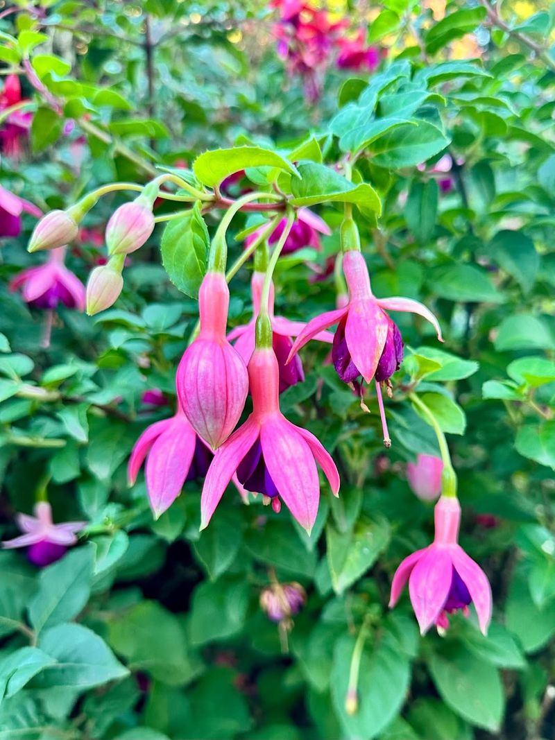 Fuchsia (hardy varieties)