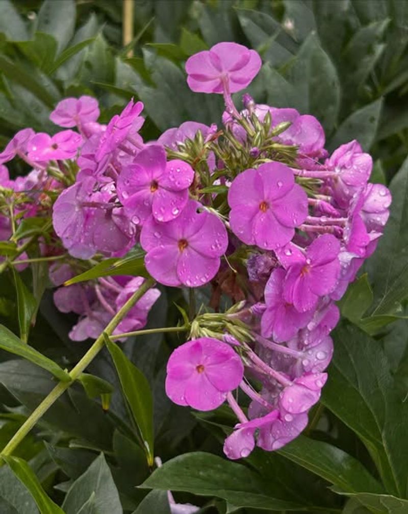 Phlox For Long-Lasting Summer Blooms