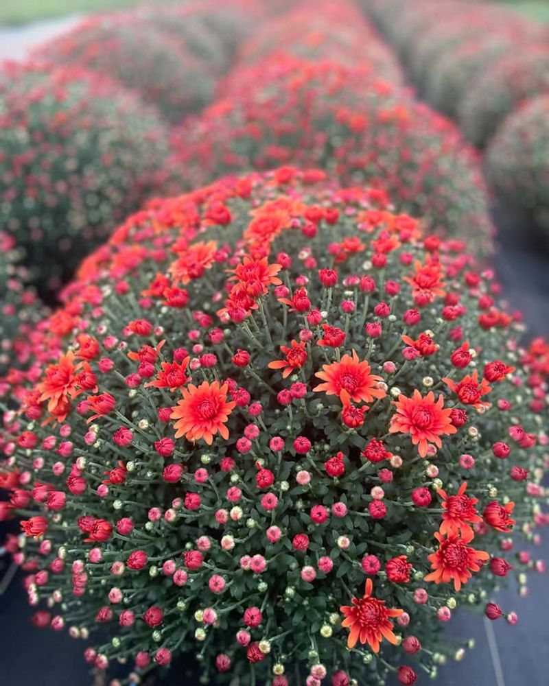 Chrysanthemums